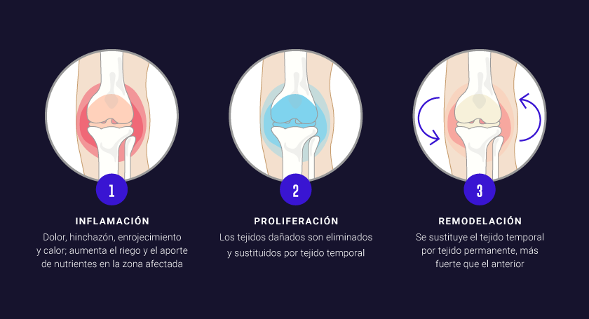 fases-durante-lesiones-IND